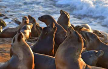 California Sea Lion