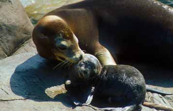 California Sea Lion