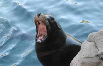 California Sea Lion