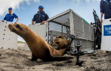 California Sea Lion