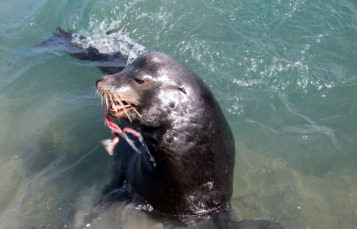 California Sea Lion