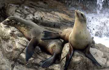 California Sea Lion