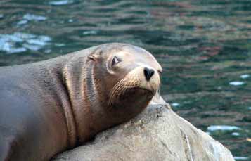 California Sea Lion
