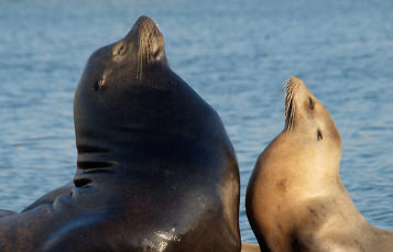 California Sea Lion