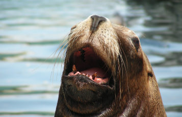 California Sea Lion