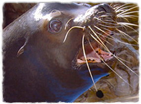 California Sea Lion