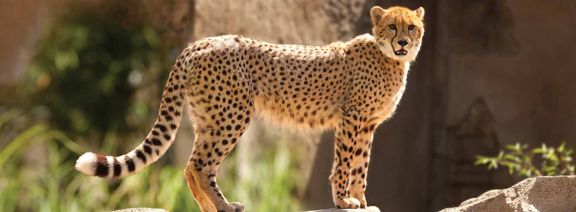 Cheetah