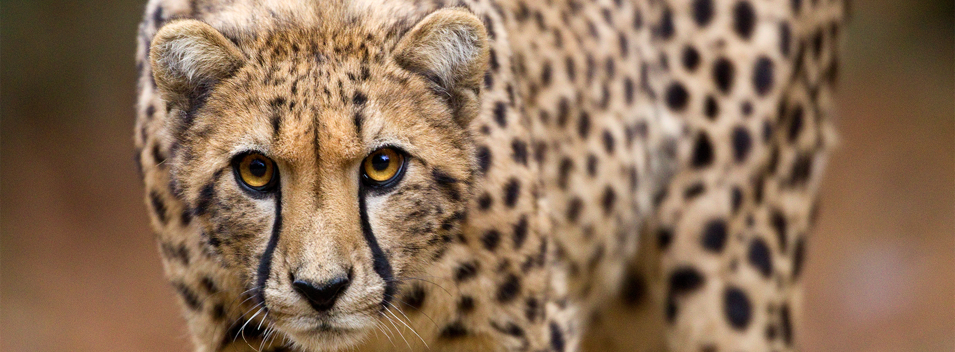 Cheetah