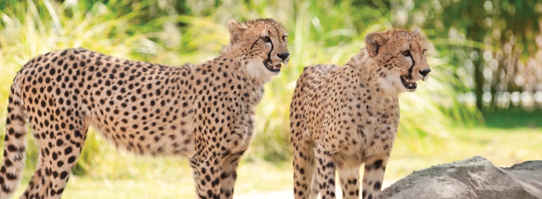 Two cheetahs in the shade
