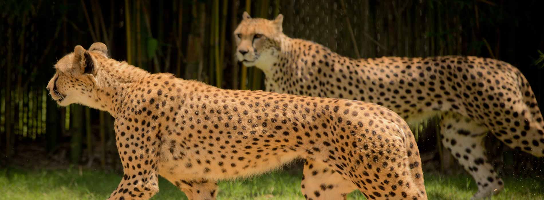 Cheetah