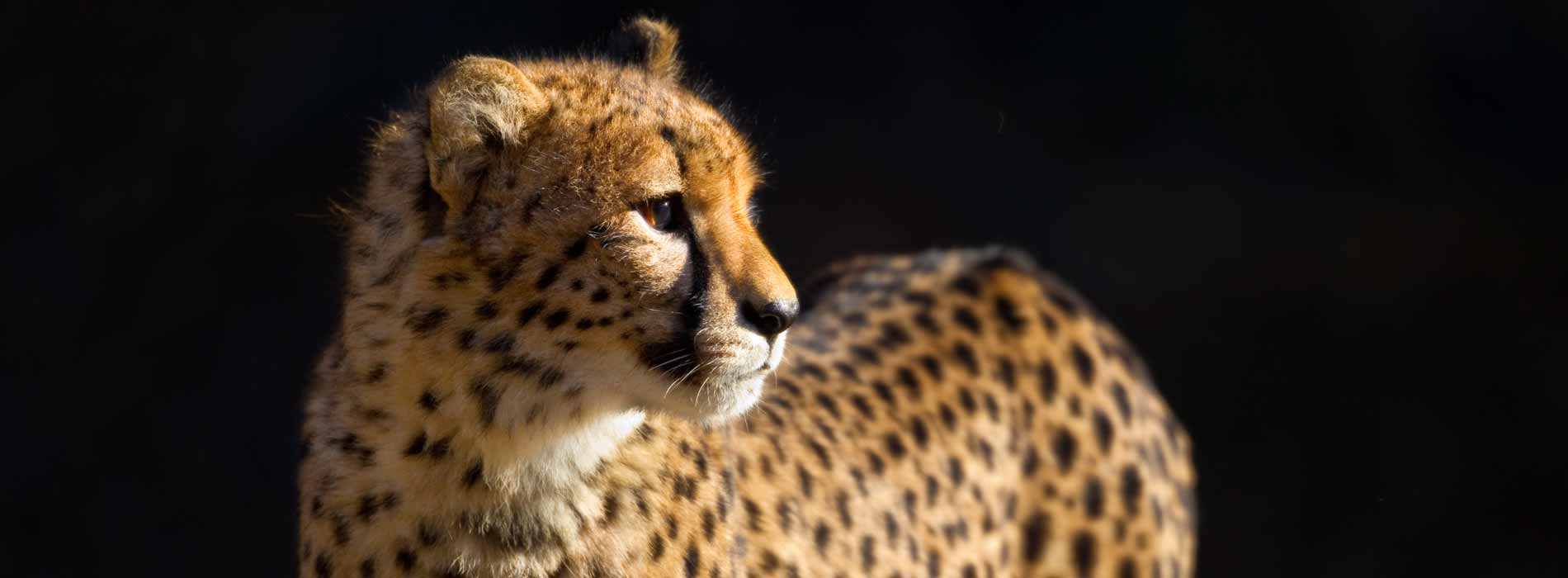 Cheetah 