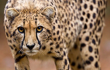 Close up of cheetah