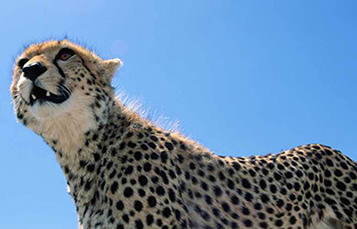Cheetah