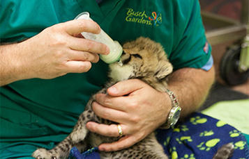 Cheetah cub being bottlefed