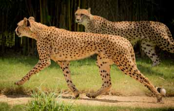 Running cheetah