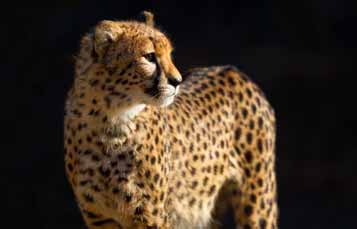 All About the Cheetah Scientific Classification United Parks Resorts