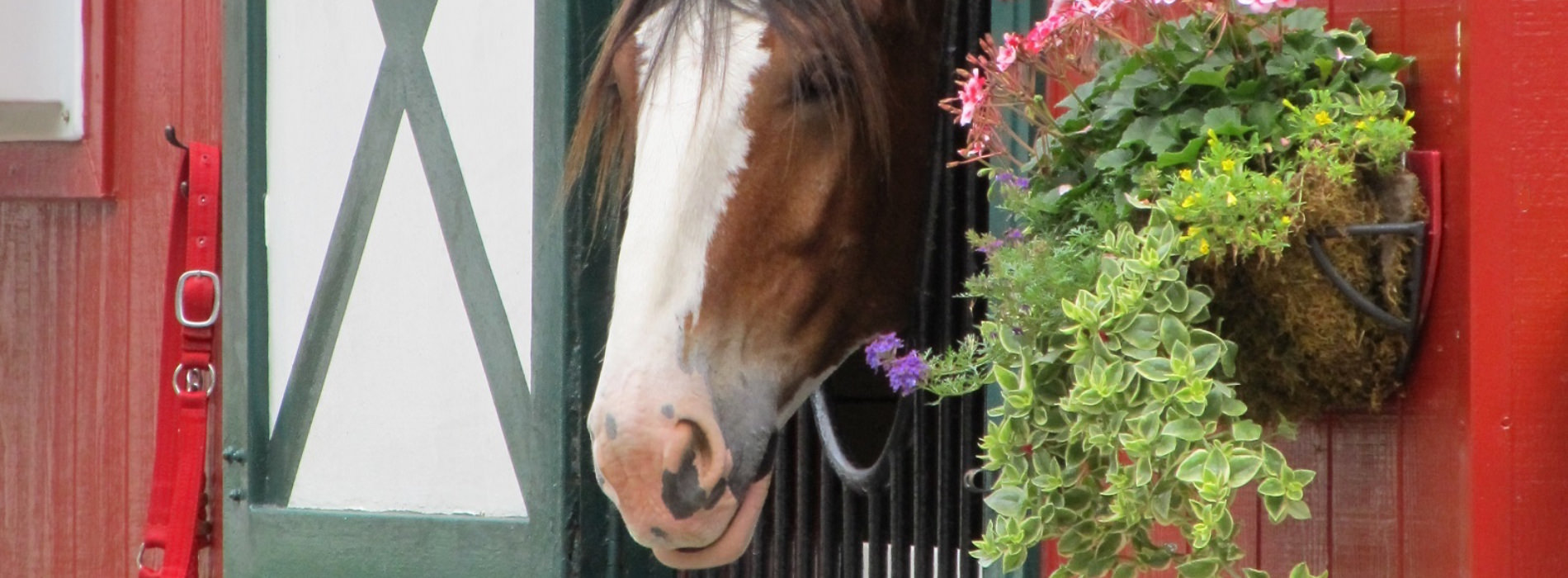 Clydesdale
