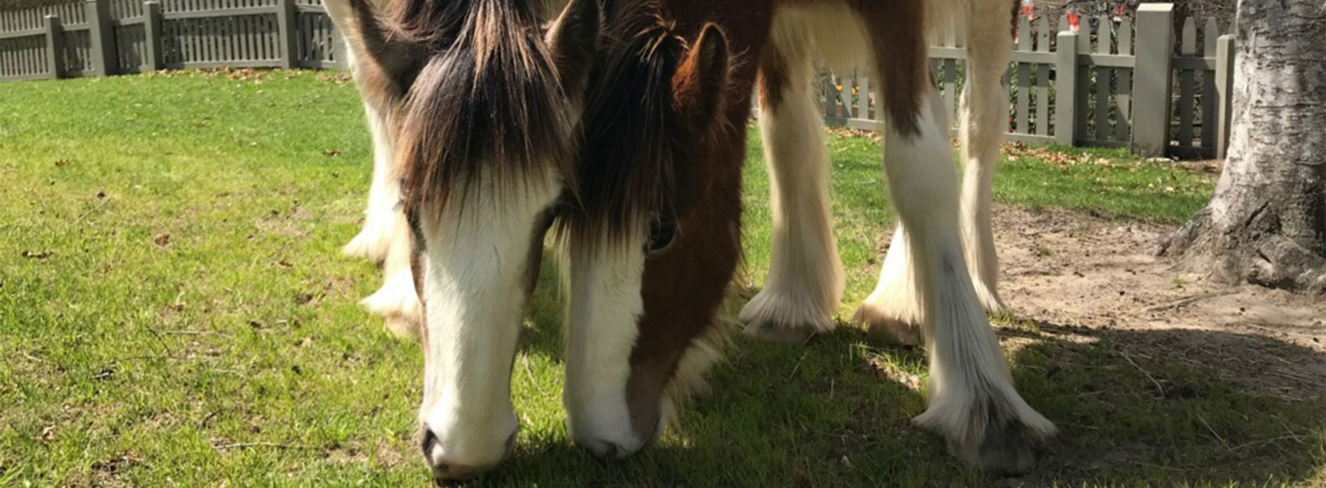 Clydesdale