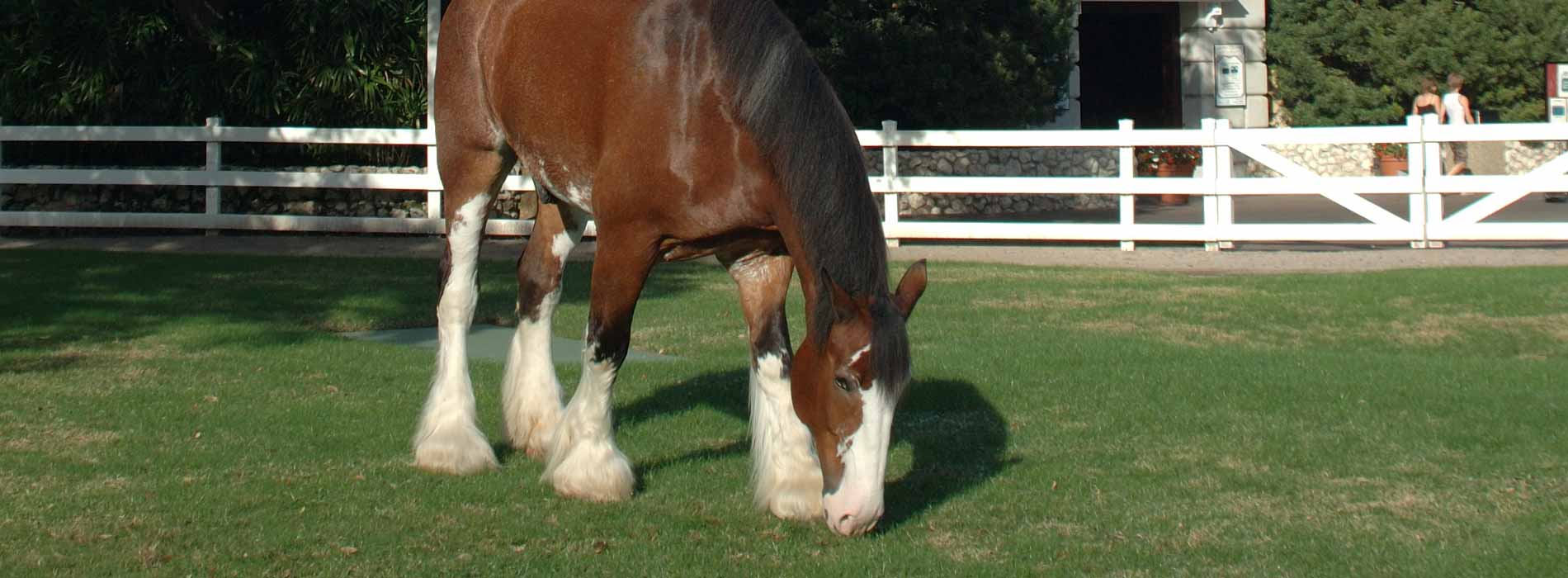 Clydesdale