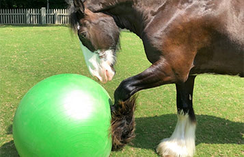 Clydesdale
