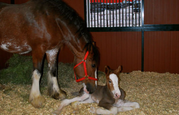 Clydesdale