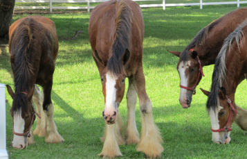 Clydesdale