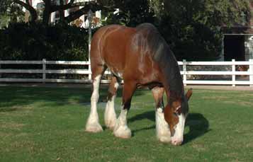 Clydesdale