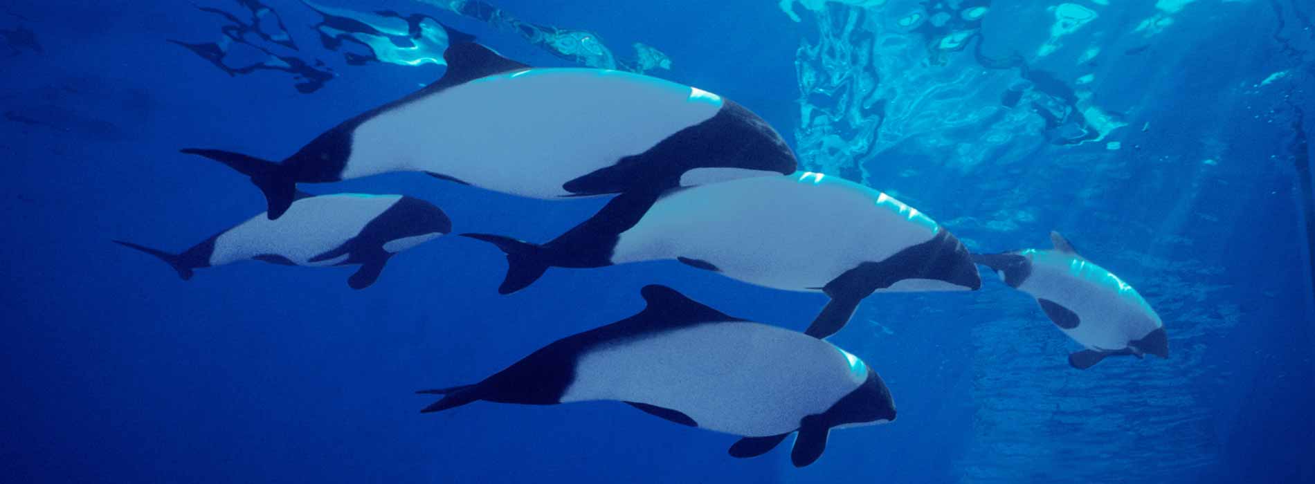 Commerson's Dolphin