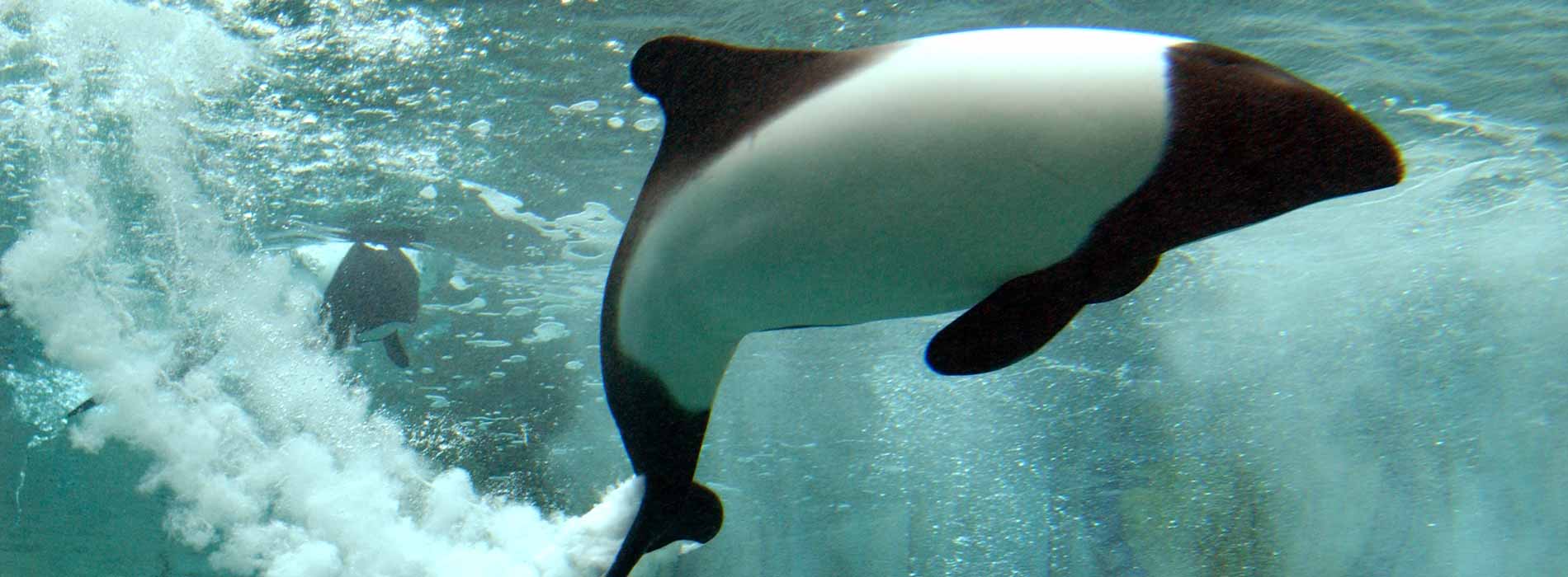 Commerson's Dolphin