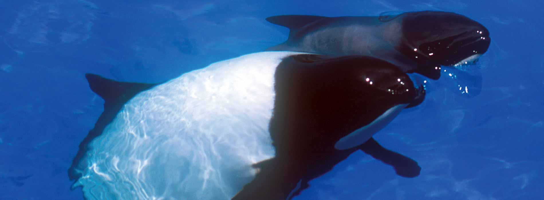Commerson's Dolphin