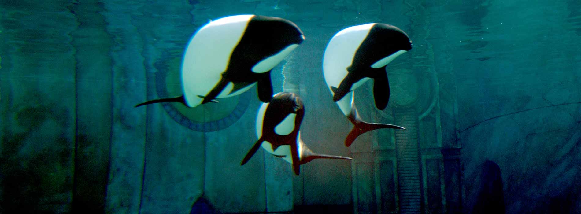 Commerson's Dolphin