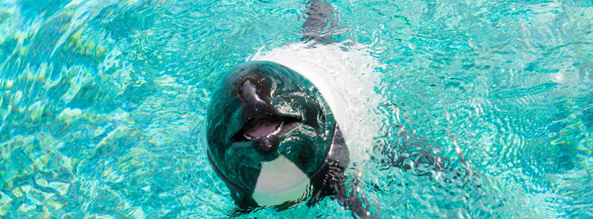 Commerson's Dolphin