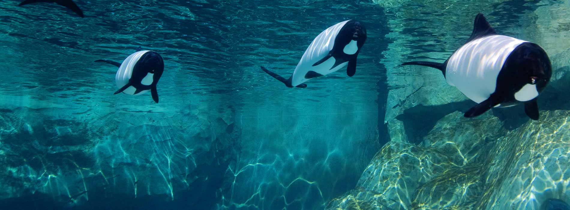 Commerson's Dolphin