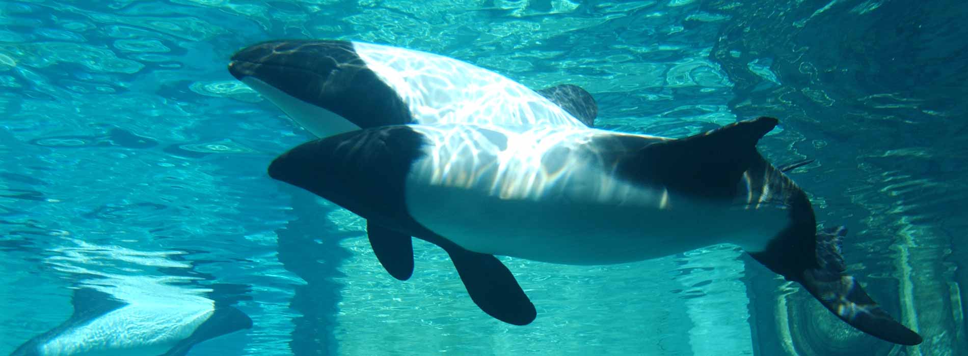 Commerson's Dolphin
