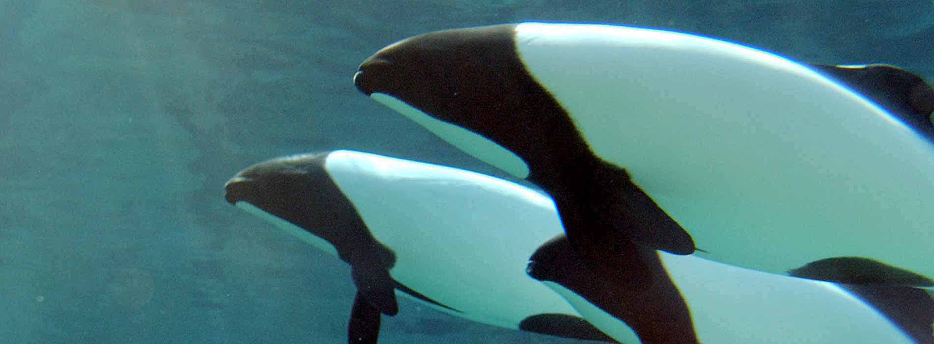 Commerson's Dolphin