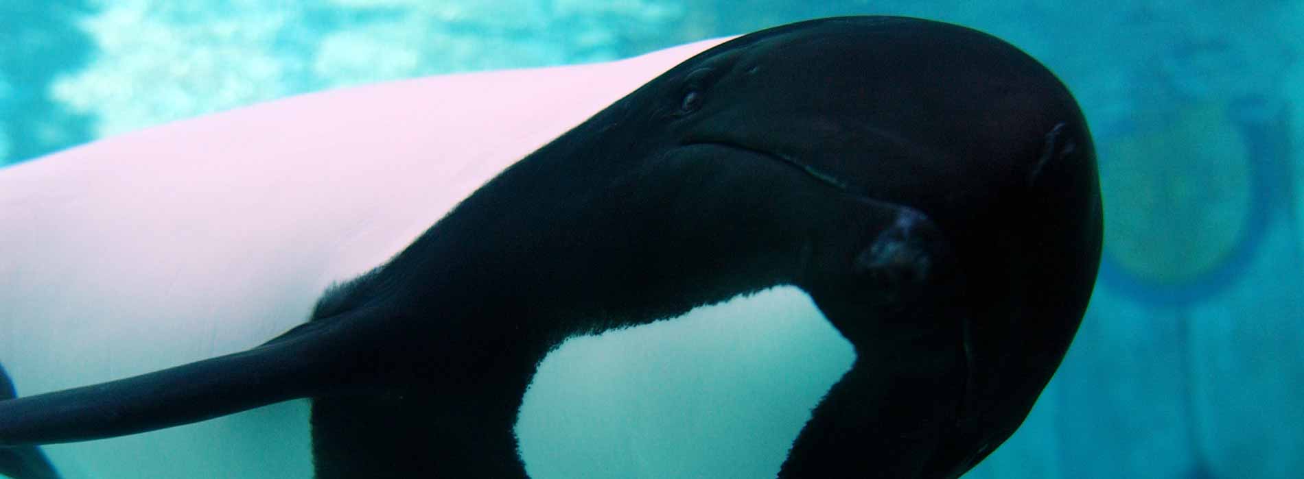 Commerson's Dolphin
