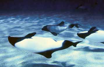 Commerson's Dolphins