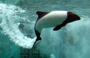Commerson's Dolphins