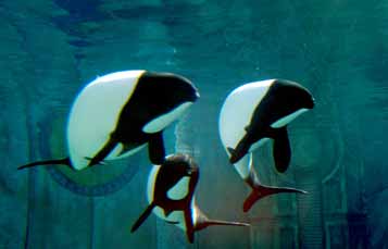Commerson's Dolphins