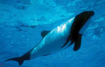 Commerson's Dolphins