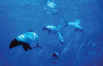Commerson's Dolphins