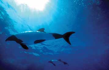 Commerson's Dolphins