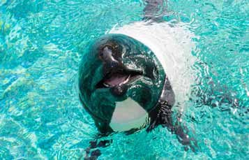 Commerson's Dolphins