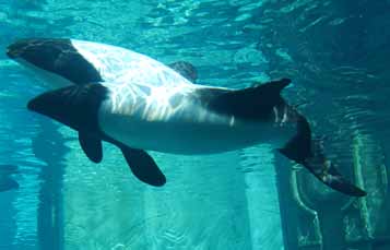 Commerson's Dolphins