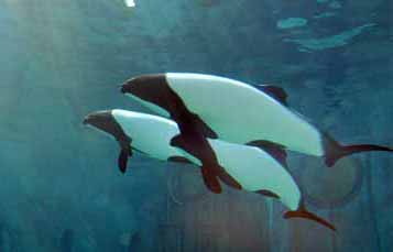Commerson's Dolphins