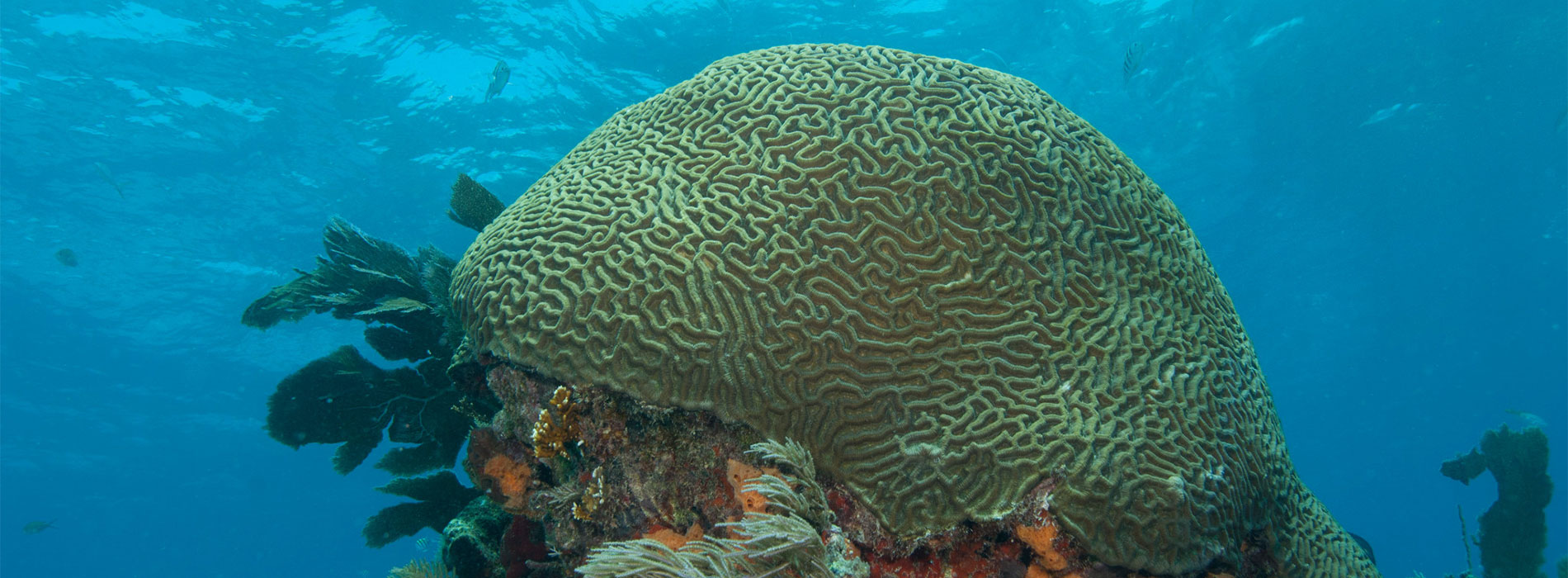 Brain Coral
