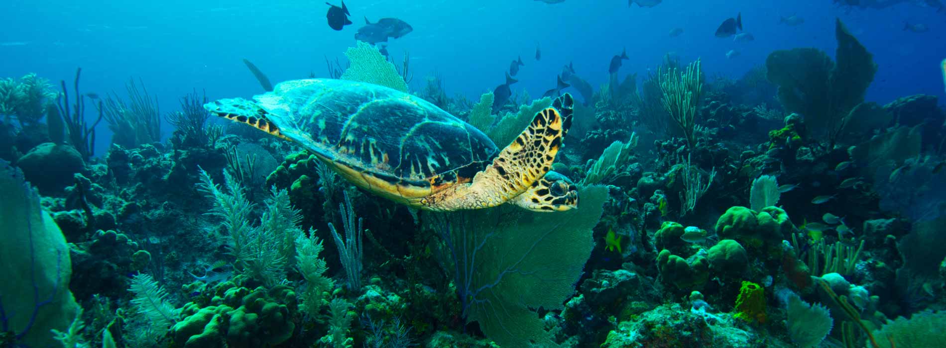 Coral reef with sea turtle swimming through it