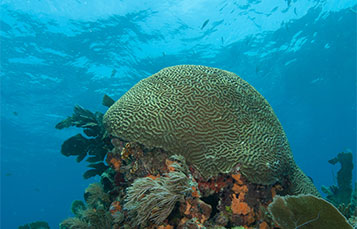 Brain coral