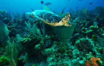 Coral reef with sea turtle swimming through it