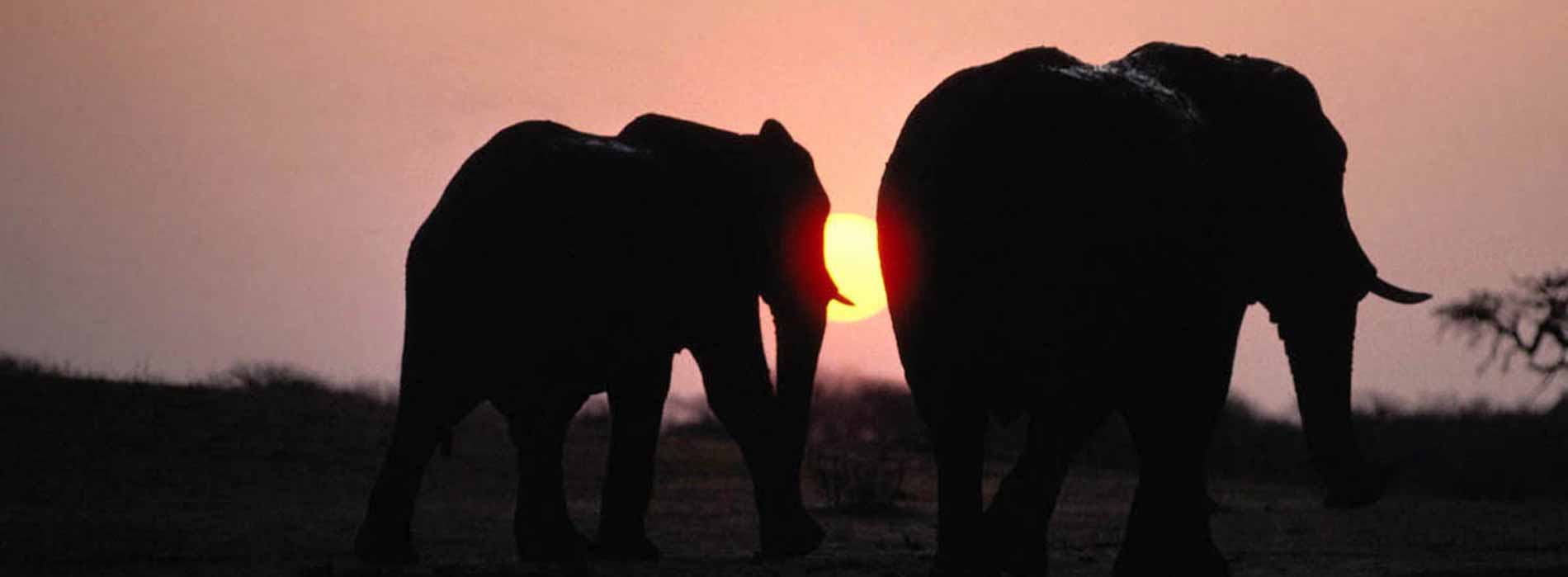Elephants walking in the sun